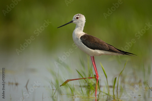 Szczudłak (Himantopus himantopus)