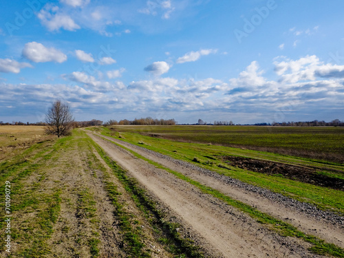 A tree in the middle of a field  a dirt road in the foreground.