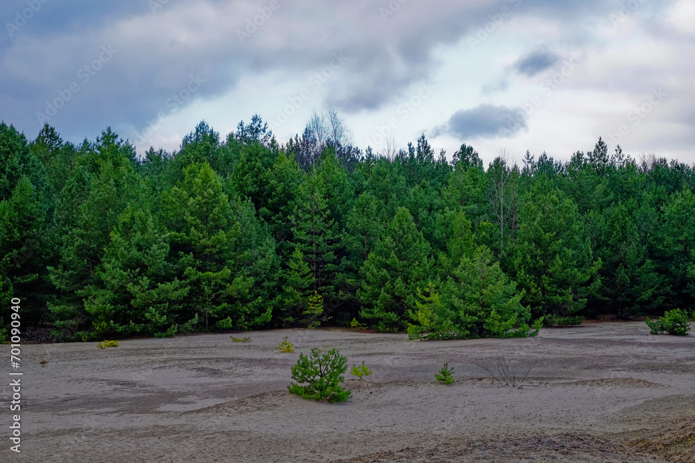 Green pine trees stand tall behind an open, sandy area with sparse vegetation.