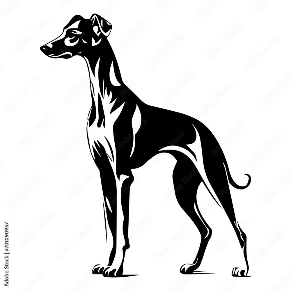 Obraz premium Standing Whippet Dog, Whippet Dog monochrome clip art. Vector illustration