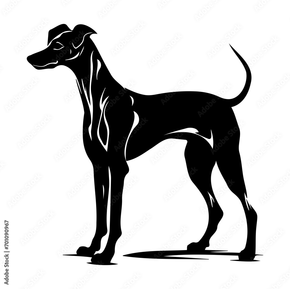 Obraz premium Standing Whippet Dog, Whippet Dog monochrome clip art. Vector illustration