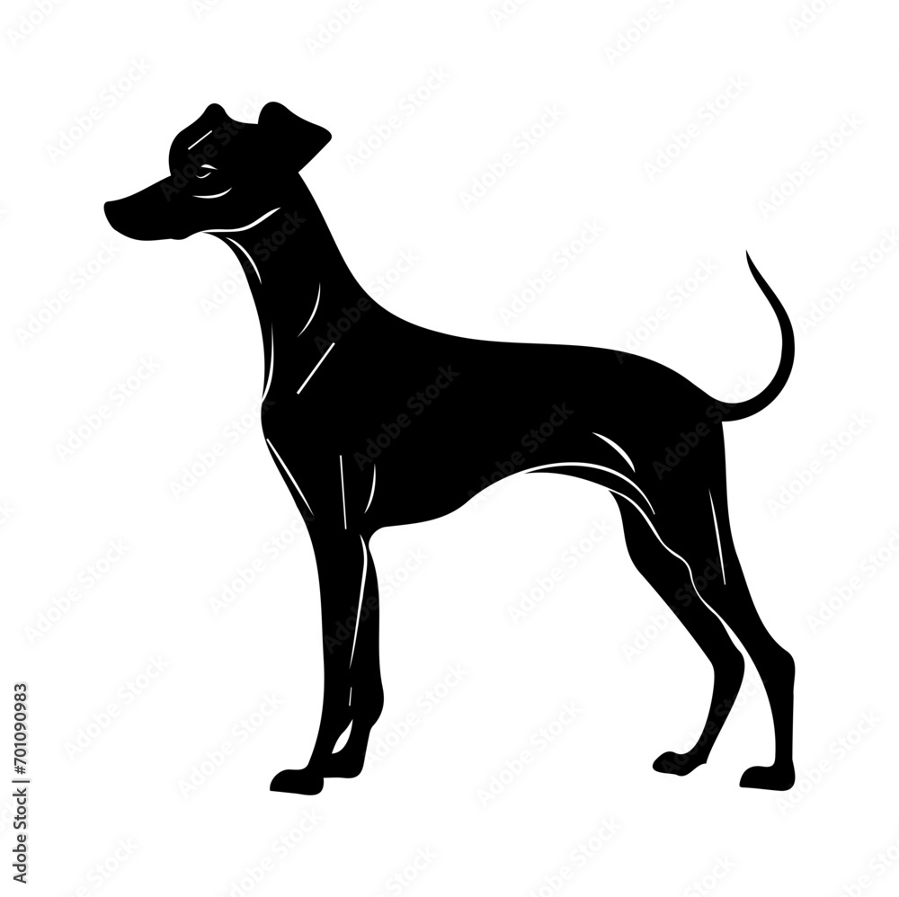 Standing Whippet Dog, Whippet Dog monochrome clip art. Vector illustration
