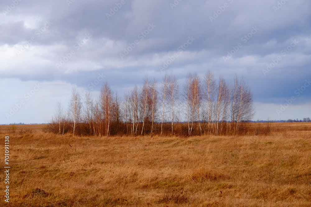 Cloudy skies loom over a cluster of leafless trees amidst wild grass.