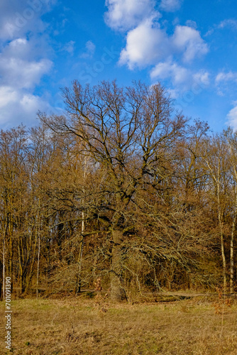 A leafless tree stands tall amidst a forest under a blue sky with scattered clouds.