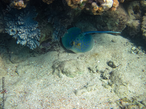 Taeniura lymma in the expanses of the coral reef of the Red Sea