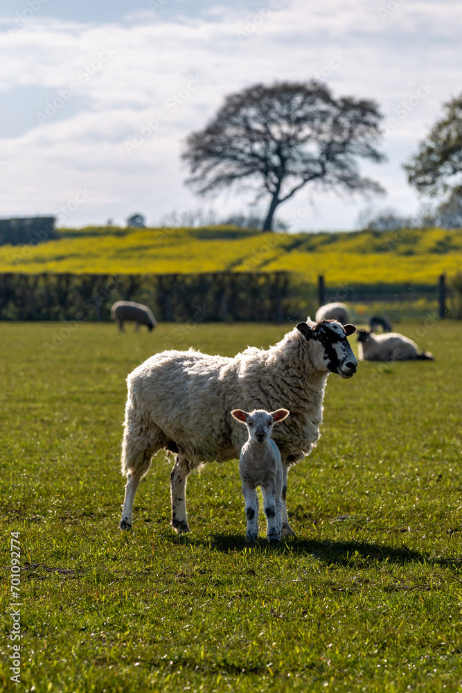 A ewe and her lamb in a field in Sussex, on a sunny spring day A ewe and her lamb in a field in Sussex, on a sunny spring day