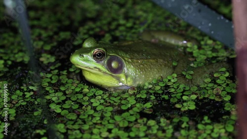 Male green frog (Rana clamitans / Lithobates clamitans) floating among duckweed in a pond at night and calling for a mate.  In the background are other green frog calls and the high-pitched trill of g photo