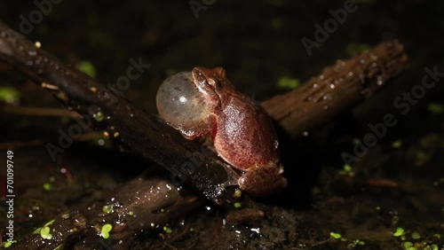 A male spring peeper (Pseudacris crucifer) produces high-pitched 