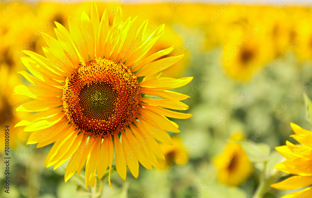 Sunflower field with bright sunlight on flower Sunflower field with bright sunlight on flower