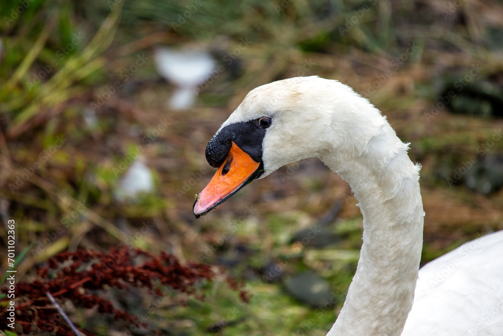 Fototapeta premium Adult White Swan (Cygnus spp.) Outdoors