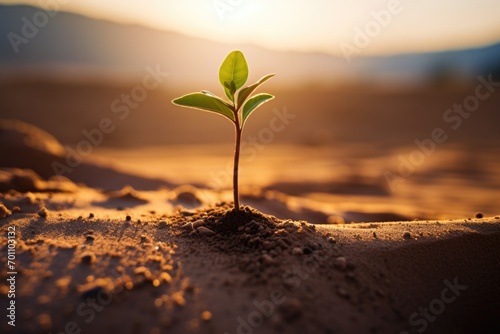 Little green plant growing in the desert. Environmental concept.