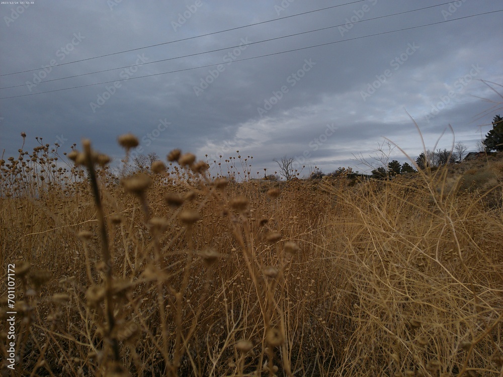 Obraz premium field of wheat