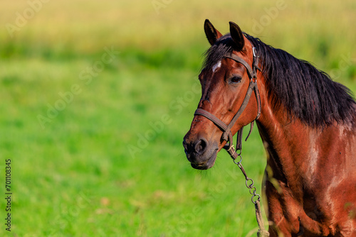 Horse in the pasture. Background with selective focus and copy space