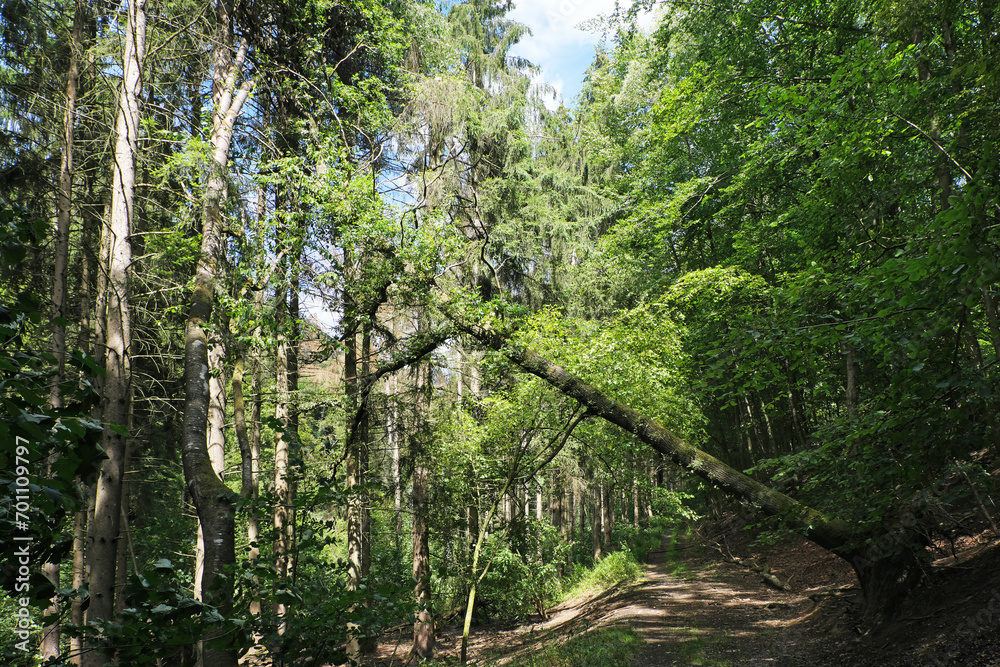 Umgestürzter und entwurzelter Baum an Waldweg nach Unwetter - Stockfoto Umgestürzter und entwurzelter Baum an Waldweg nach Unwetter - Stockfoto