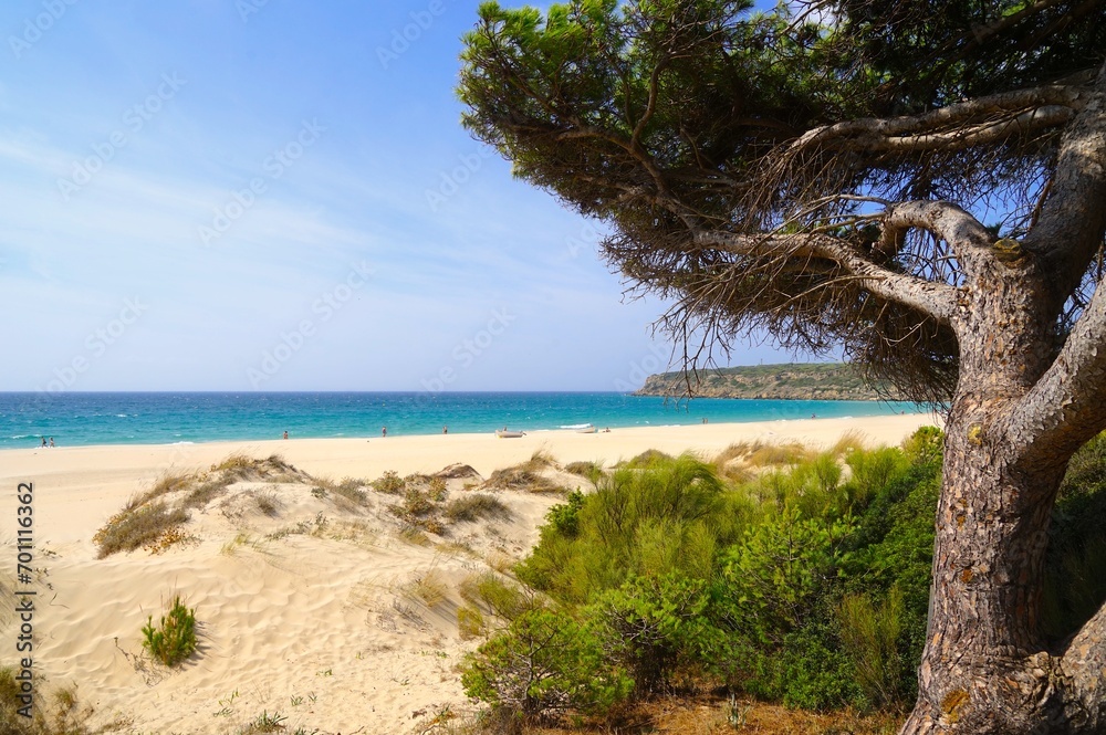 view towards the beautiful beach Playa de Bolonia at the Atlantic Ocean through pines at the Costa de la Luz, Andalusia, Cadiz, Spain