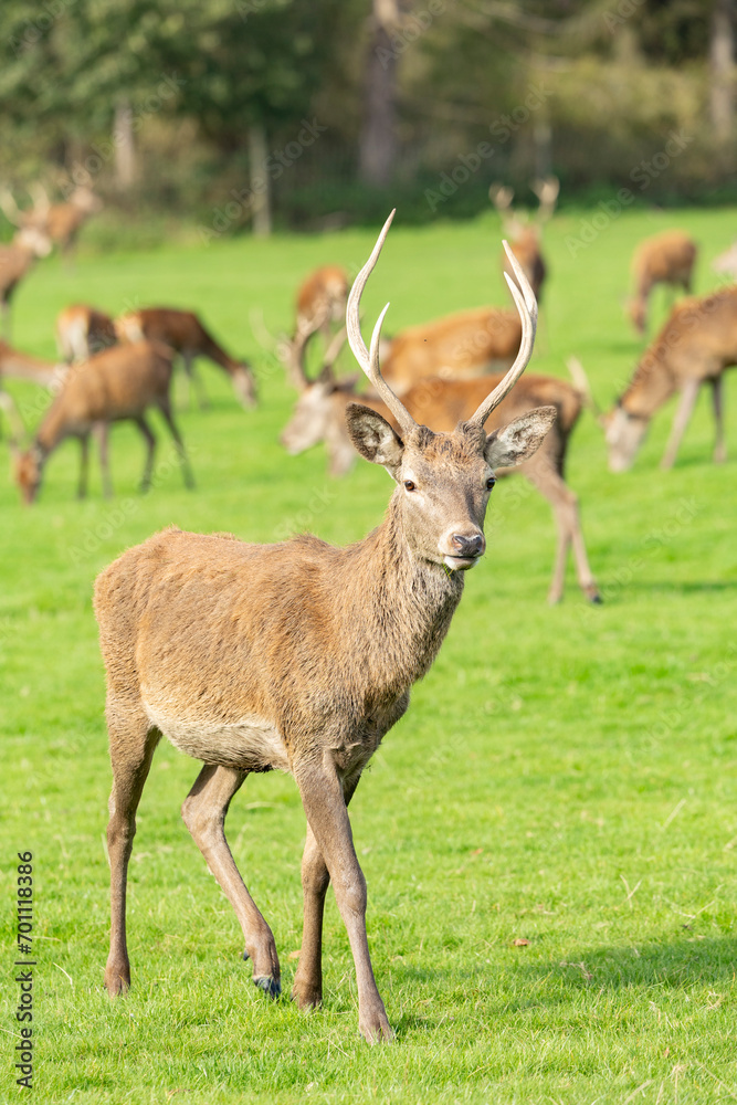 Portrait of Young european red deer Cervus elaphus in the autumn landscape Portrait of Young european red deer Cervus elaphus in the autumn landscape
