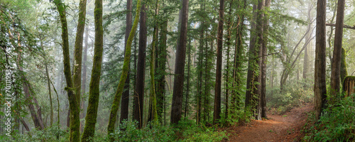 Redwood after rain
