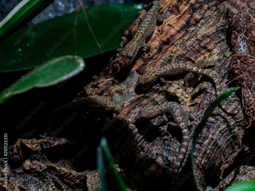 lizard gecko in nature texture scales lizard gecko in nature texture scales