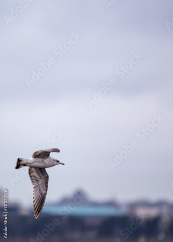 Common Gull (Larus canus) Outdoors photo