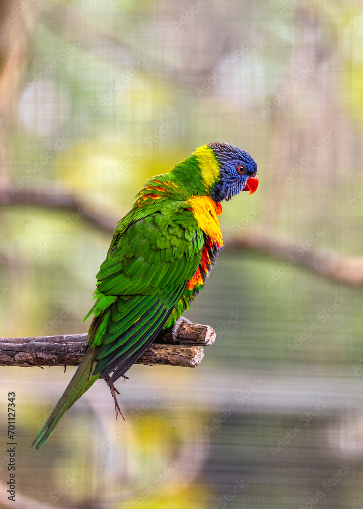 Coconut Lorikeet (Trichoglossus haematodus) Outdoors Coconut Lorikeet (Trichoglossus haematodus) Outdoors