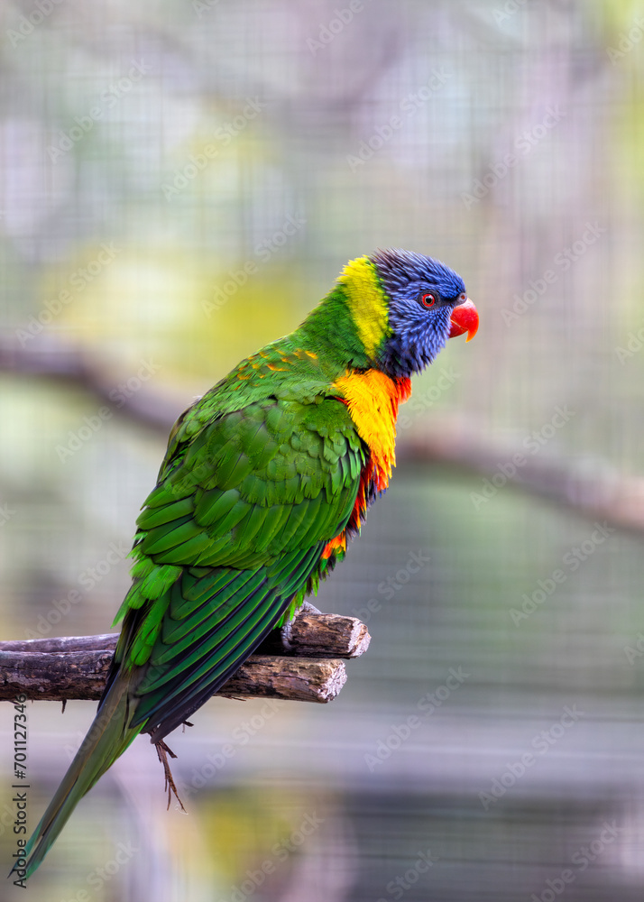 Naklejka premium Coconut Lorikeet (Trichoglossus haematodus) Outdoors