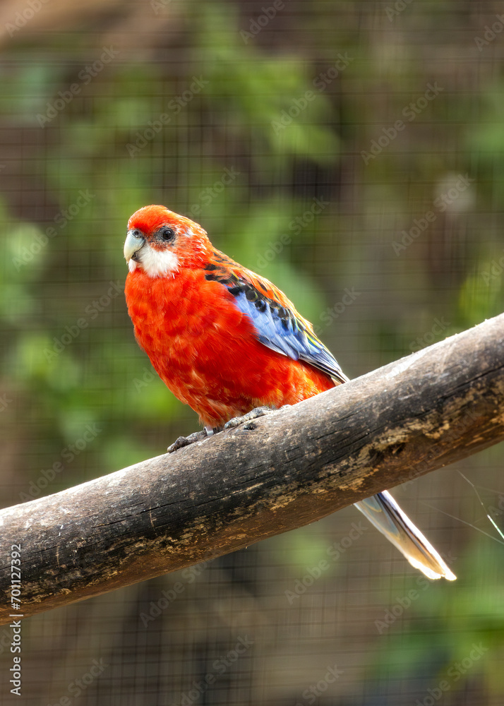 Eastern Rosella Parrot (Platycercus eximius) Outdoors Eastern Rosella Parrot (Platycercus eximius) Outdoors