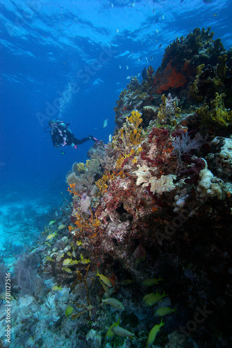 A woman diver exploring a beautiful coral reef in the Florida Keys.