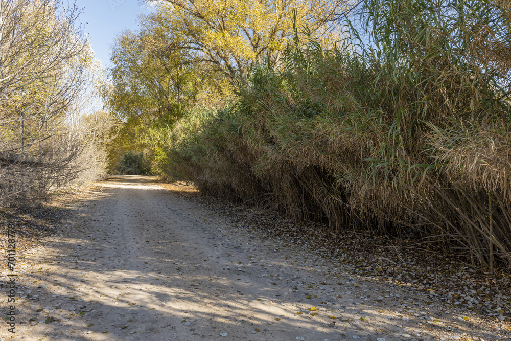a dirt road next to the bank of a river full of reeds and weeds a dirt road next to the bank of a river full of reeds and weeds