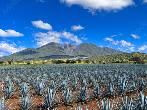 Blue Agave field in front of a Volcano