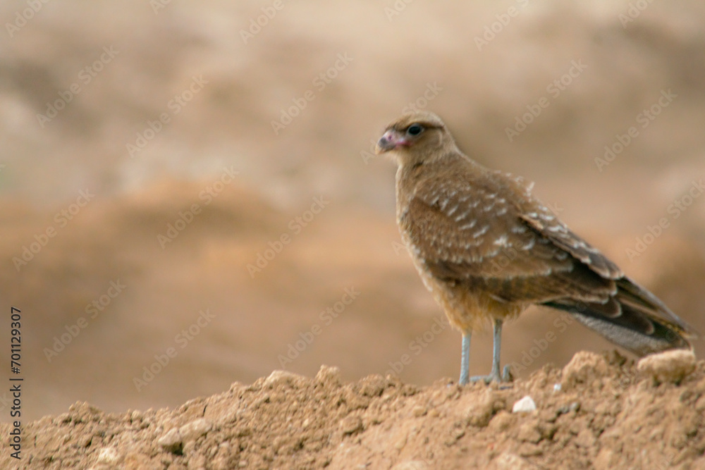 Chimango caracara falcon perched on the earth Chimango caracara falcon perched on the earth