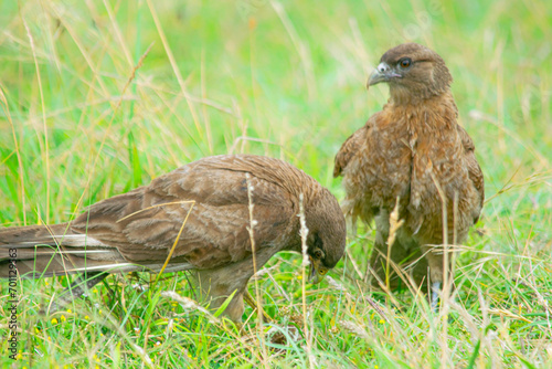 Chimango caracara falcon perched on the earth photo