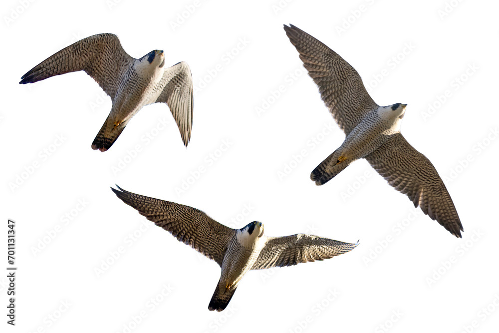 Fototapeta premium 飛翔するハヤブサの切り抜き画像