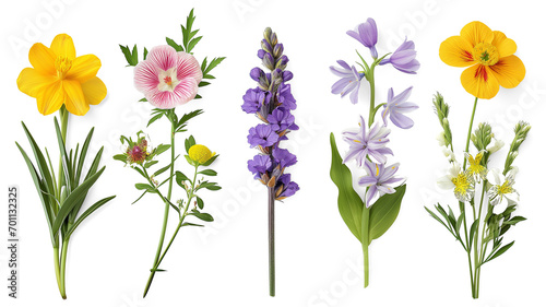 Set of different beautiful spring season flowers. #701132325