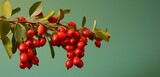 A bunch of barberries, side view, realistic with Agfa Vista 400 film effect, on a light green backdrop, diffused soft lighting.