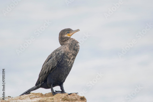 Cormorants perched on a rock , on the seashore