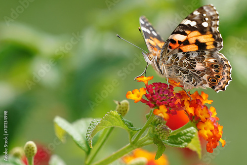Painted Lady
