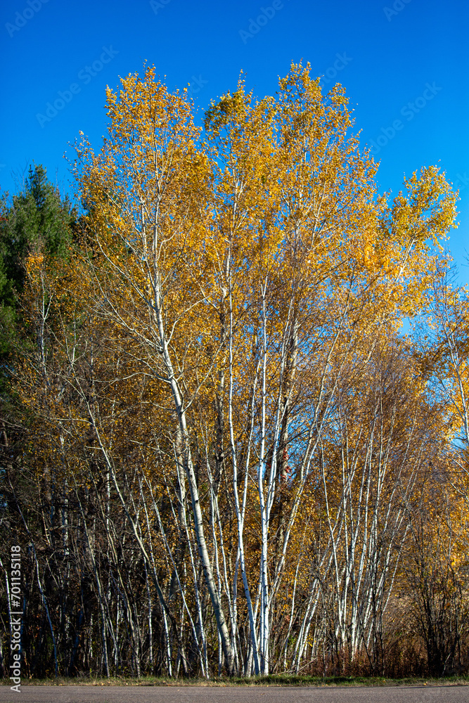 Wisconsin white birch trees in October with fall colors Wisconsin white birch trees in October with fall colors