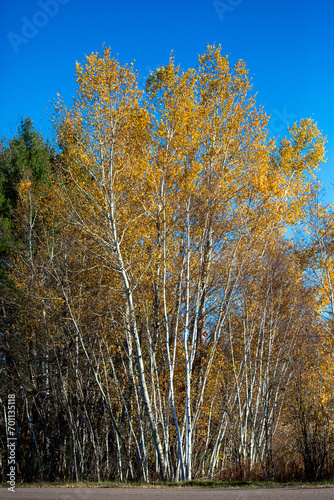 Wisconsin white birch trees in October with fall colors