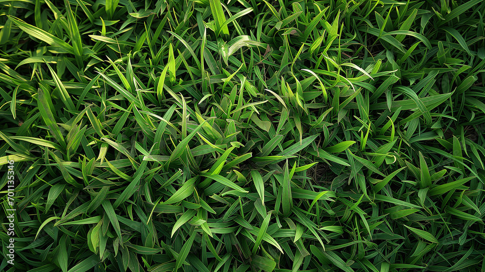 Realistic Perfect Green Grass Texture with Even Length and Unfocused Background Realistic Perfect Green Grass Texture with Even Length and Unfocused Background