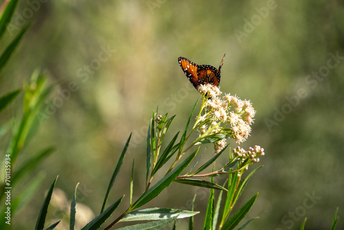 butterfly and mule fat photo