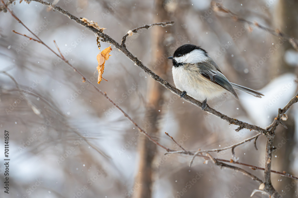 Obraz premium Black-capped chickadee in the falling show