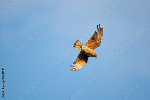 Chimango caracara flying in the blue sky