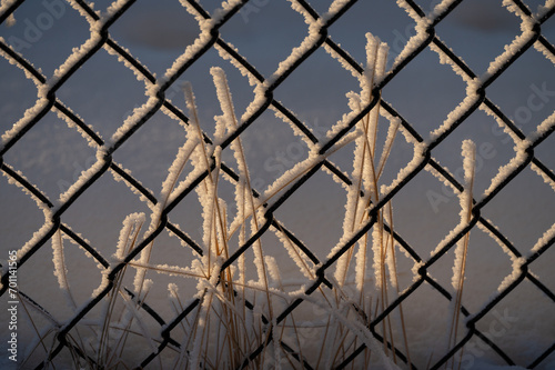 Frosty chanlink fence and grass