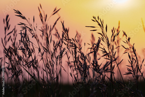 Silhuette grass at sunset