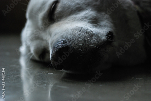 black and white photo of a sleeping lab