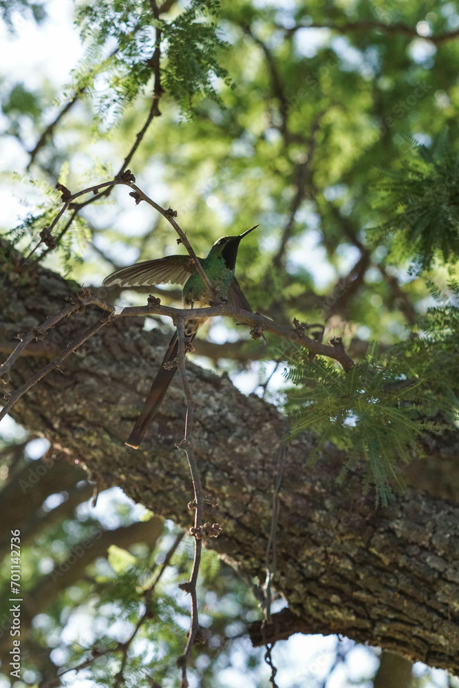 aves al natural aves al natural