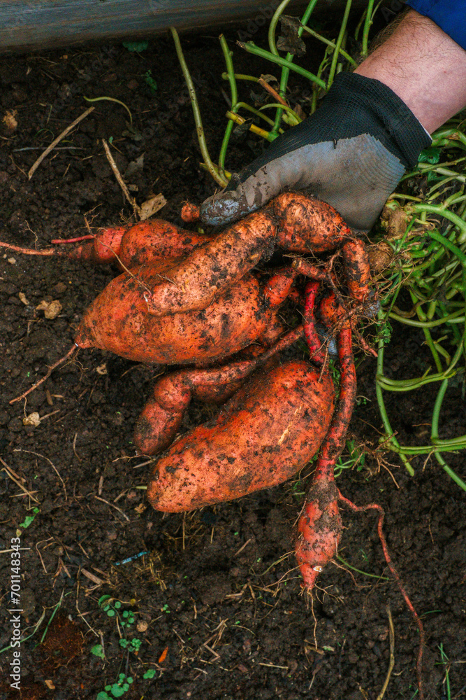 Obraz premium Sweet potato harvest . Digging sweet potatoes from the ground in the garden. Vegetable tubers in the ground.Healthy farm fresh organic vegetables.