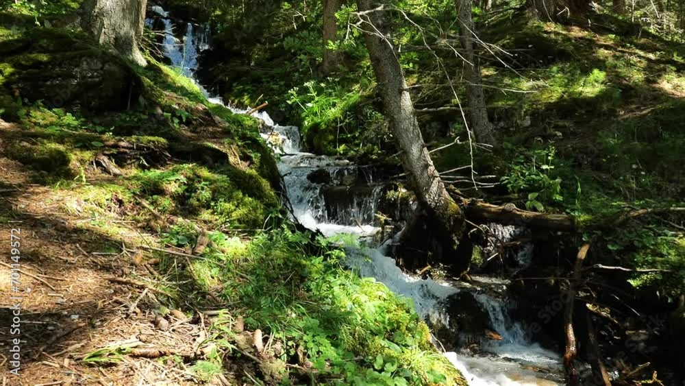 Forest waterfall. stream of water with drops and splashes of a forest river.flow of water over stones, branches and cobblestones in a pine forest. Slow motion. 4k footage Forest waterfall. stream of water with drops and splashes of a forest river.flow of water over stones, branches and cobblestones in a pine forest. Slow motion. 4k footage