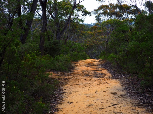 Hiking trail in Australian forest