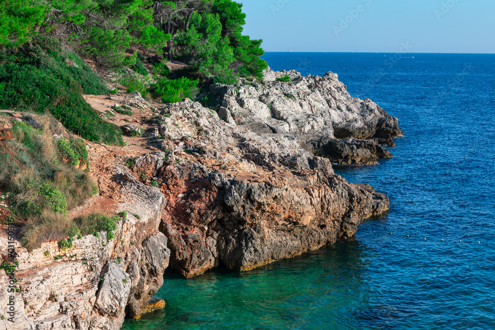 Rocky coast of the Adriatic Sea near Dubrovnik, Croatia . Coniferous forest growing on the sea coast 